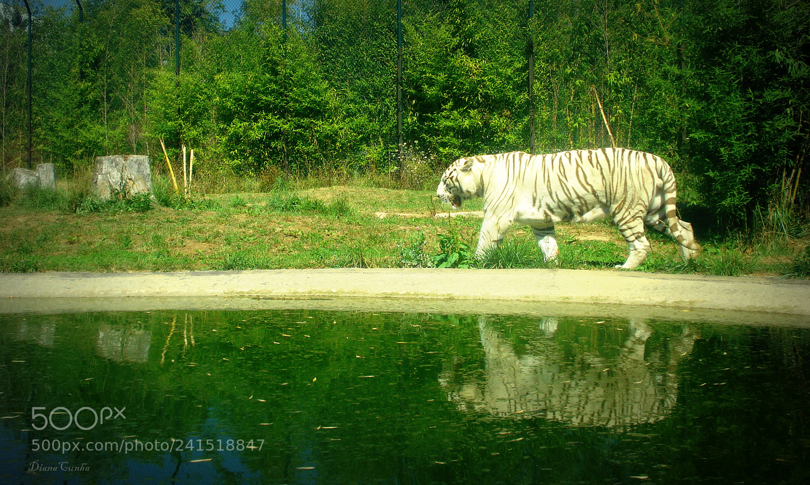 Sony DSC-W55 sample photo. The white tiger ? photography