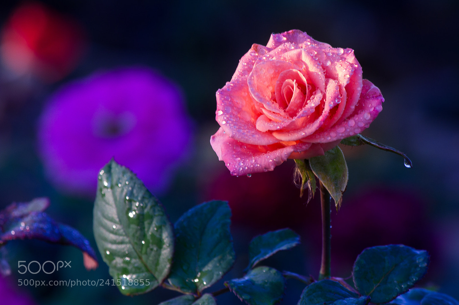 Canon EOS 550D (EOS Rebel T2i / EOS Kiss X4) sample photo. Rose photography