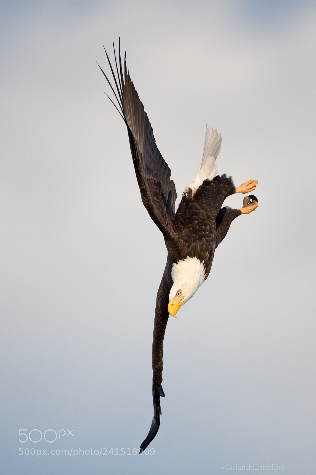 Canon EOS-1D X sample photo. Vertical eagle photography