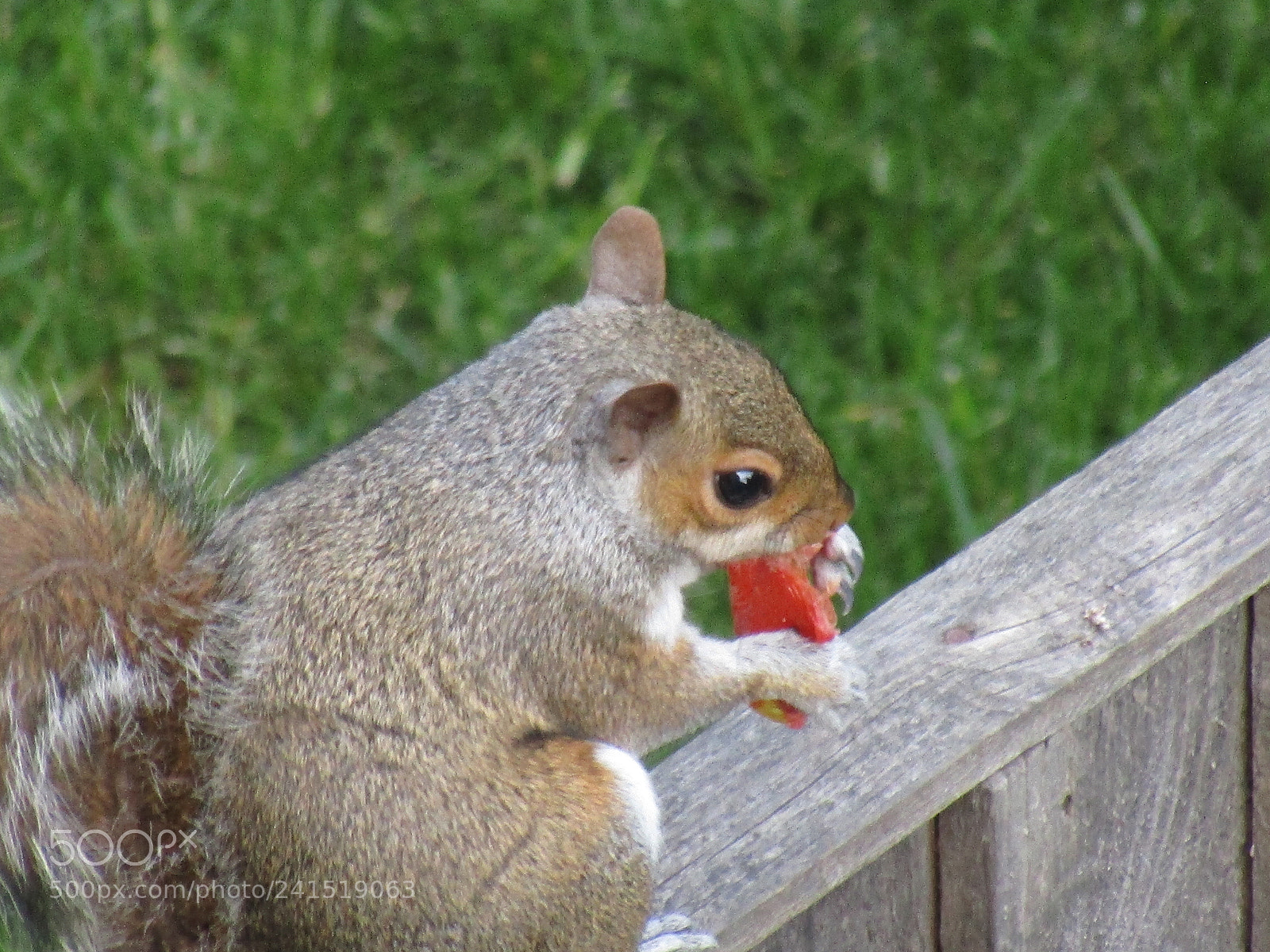 Canon PowerShot SX410 IS sample photo. Img photography