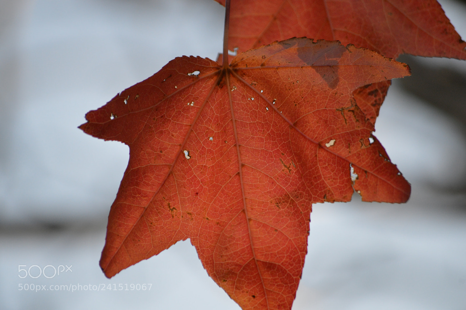 Nikon D3200 sample photo. Autumn leaf photography