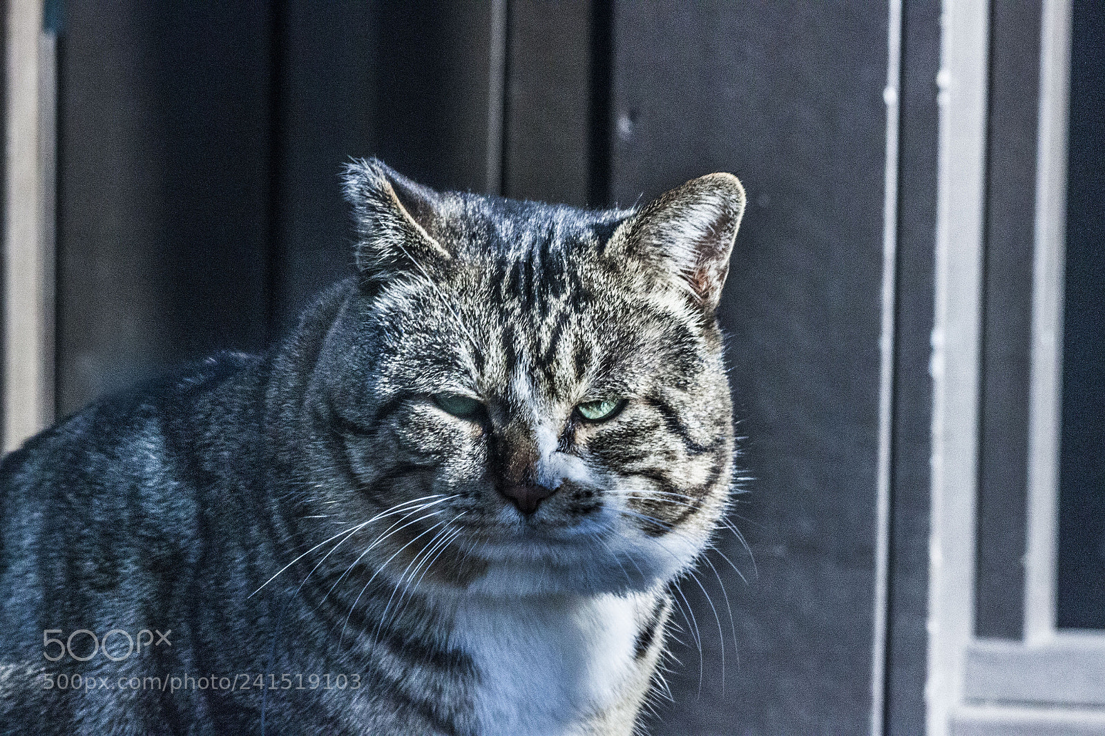 Canon EOS 500D (EOS Rebel T1i / EOS Kiss X3) sample photo. A wild tiger-looking cat photography