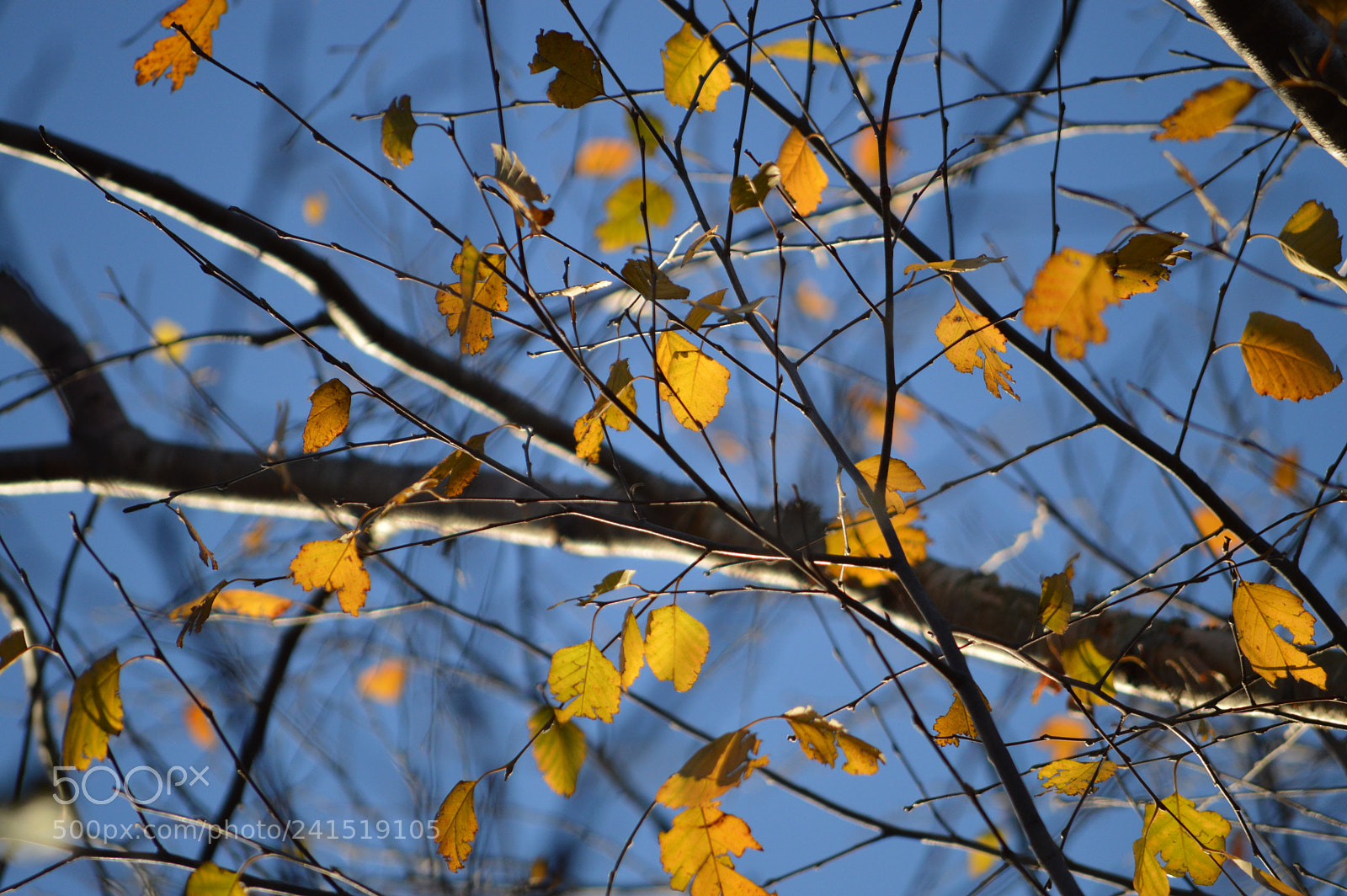 Nikon D3200 sample photo. Golden leaves photography