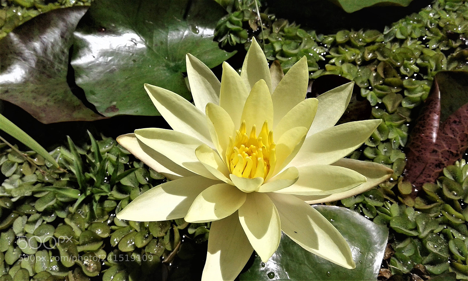 Samsung Galaxy J1 Ace sample photo. Pond photography