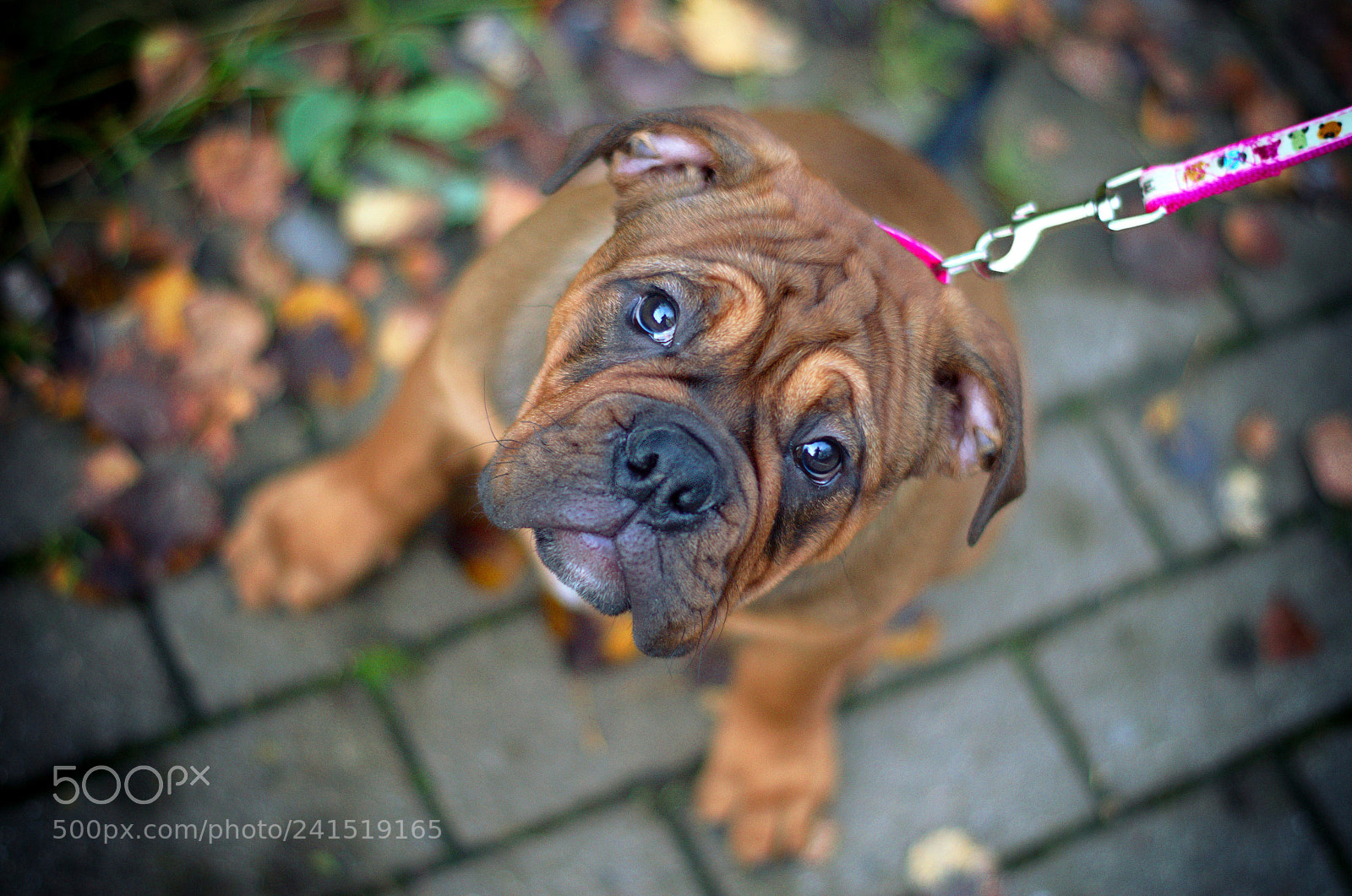 Pentax K-50 sample photo. Amy - continental bulldog photography
