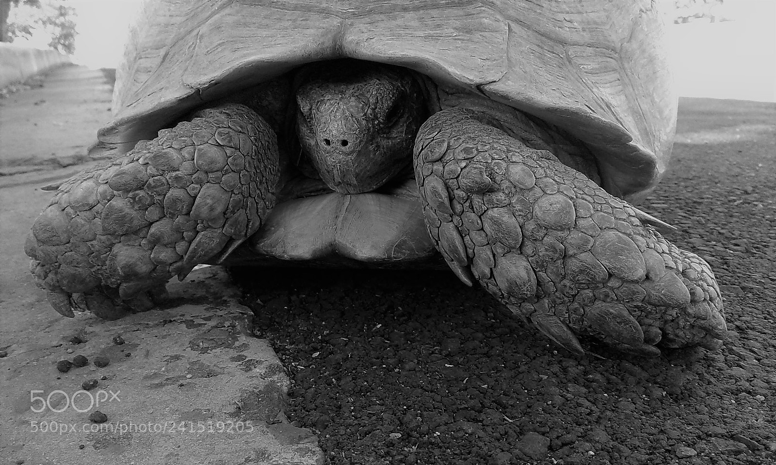 Samsung Galaxy J1 Ace sample photo. Tortoise photography