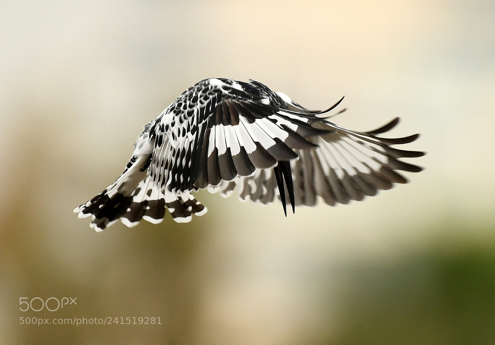Nikon D850 sample photo. Pied kingfisher photography