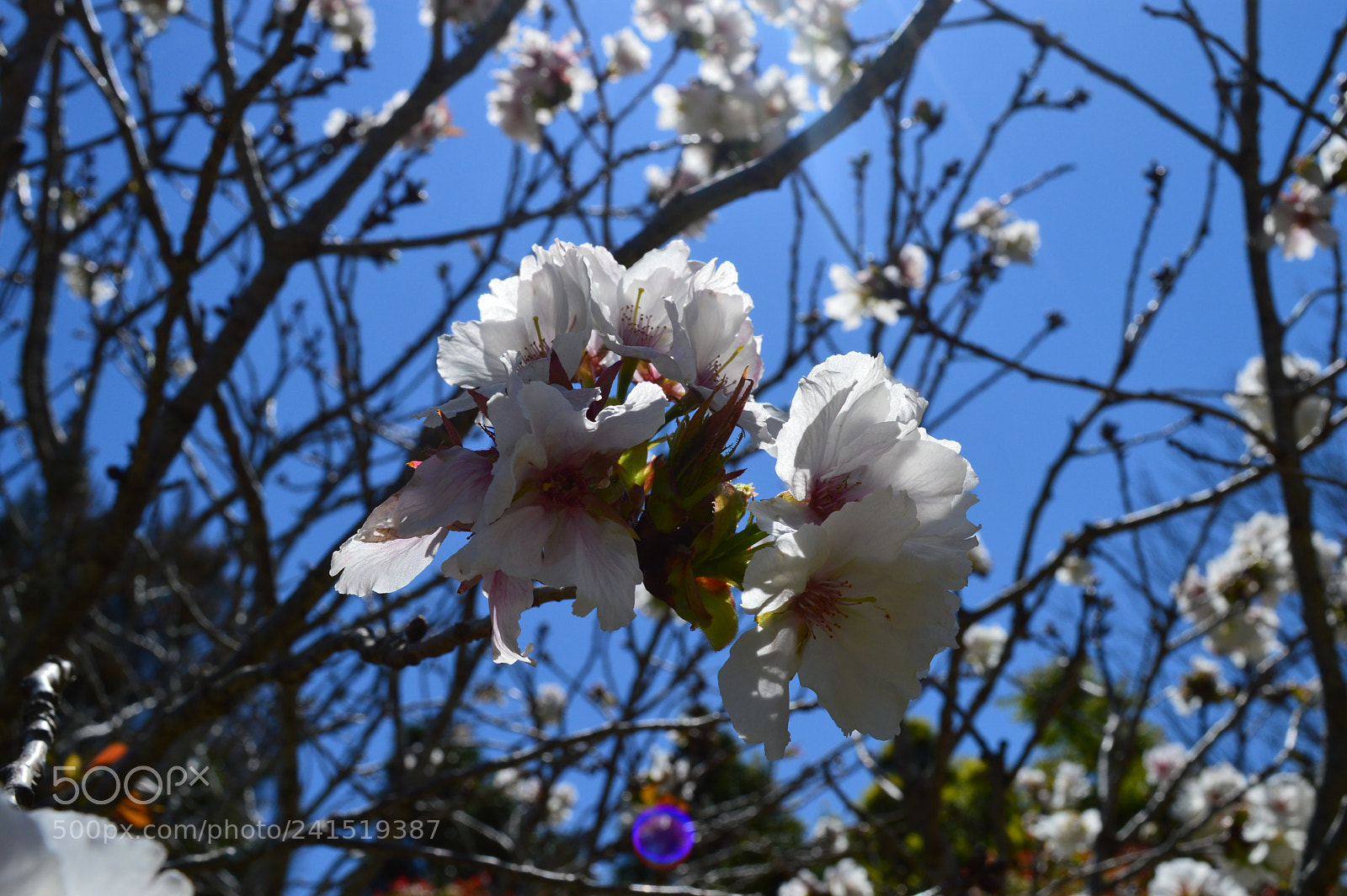 Nikon D3200 sample photo. White beauty photography