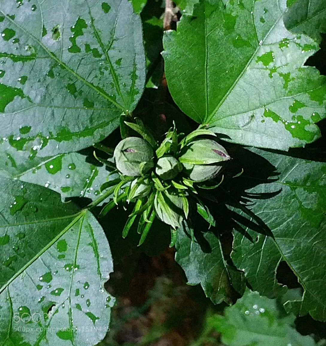 Samsung Galaxy Note4 sample photo. Untitled photography