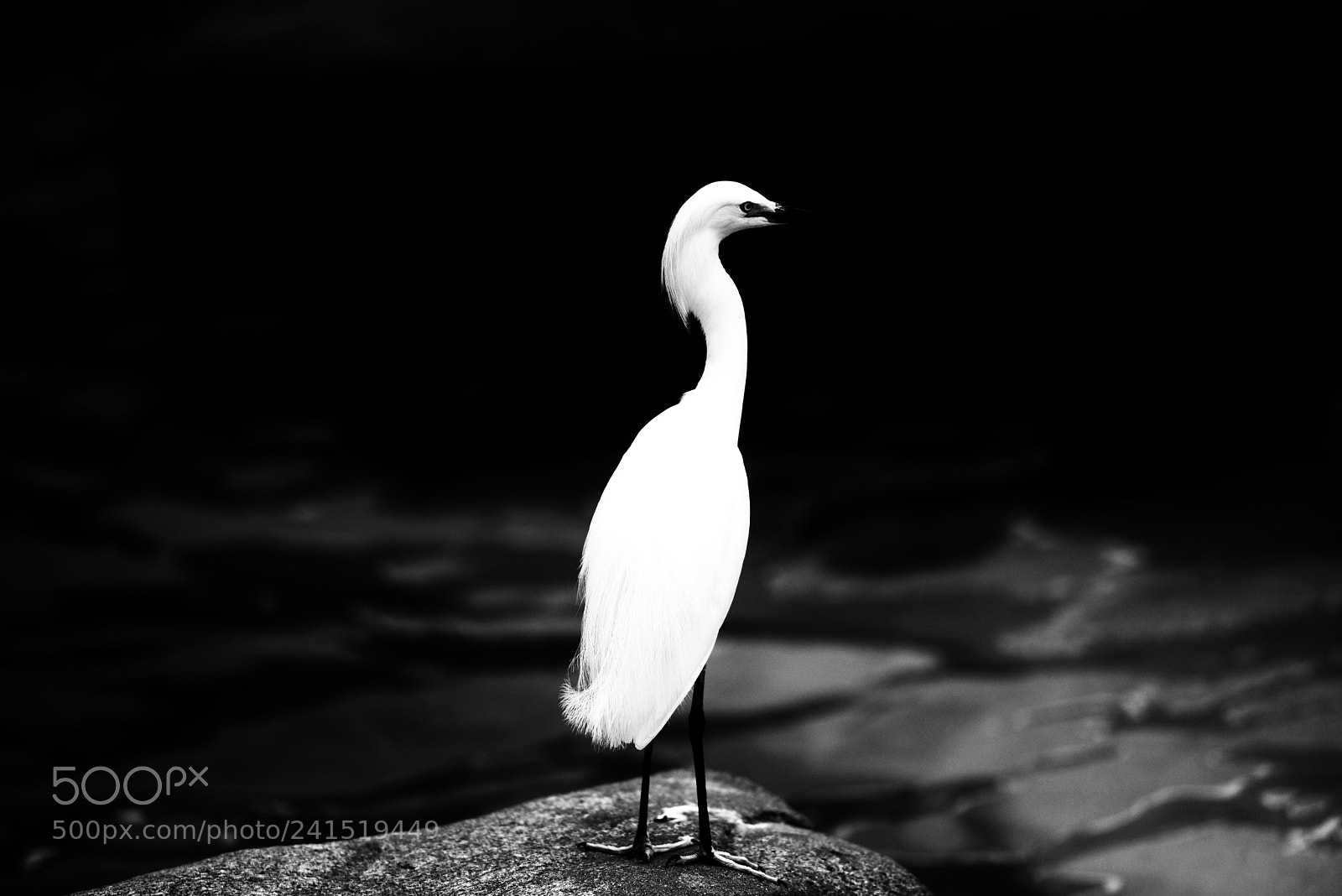 Nikon D810 sample photo. Untitled photography