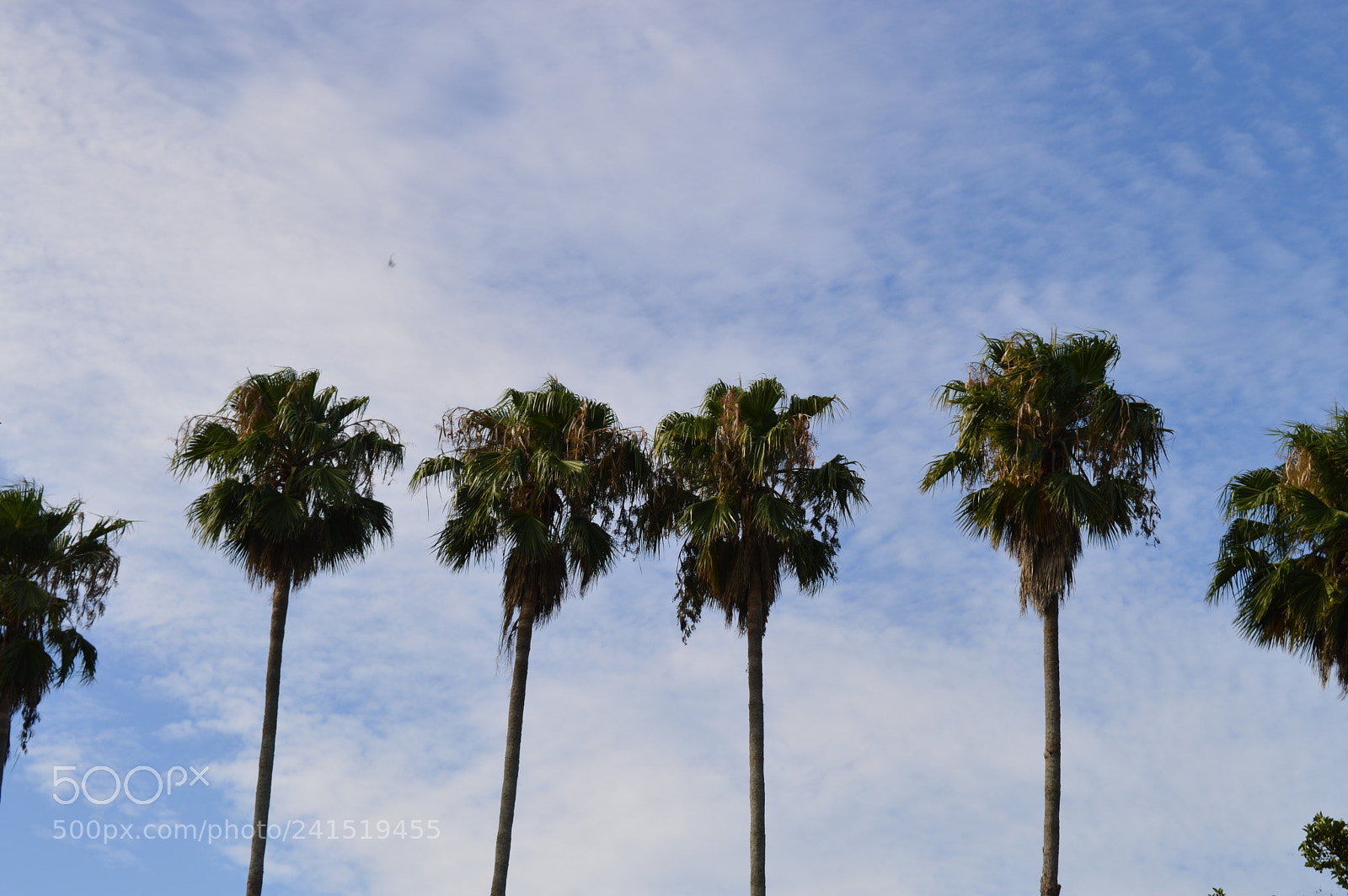 Nikon D3200 sample photo. Trees photography