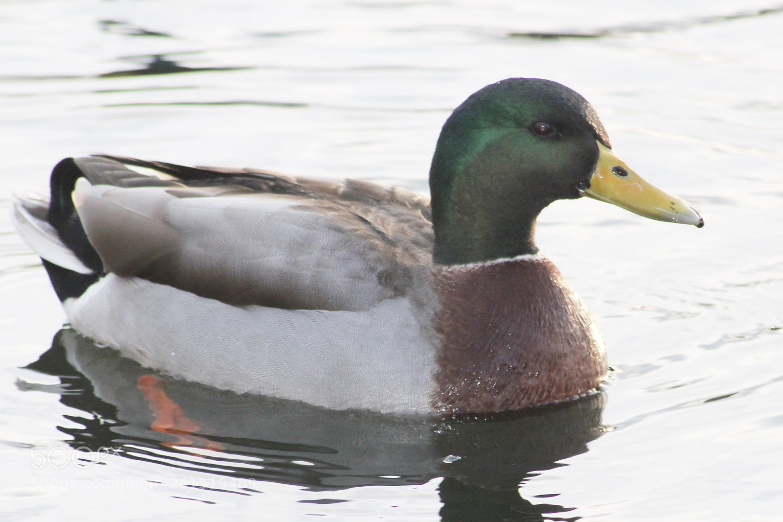 Canon EOS 1100D (EOS Rebel T3 / EOS Kiss X50) sample photo. Mallard duck scotland photography