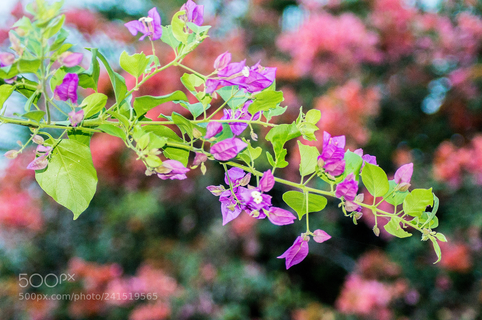 Nikon D3200 sample photo. Bougaville photography