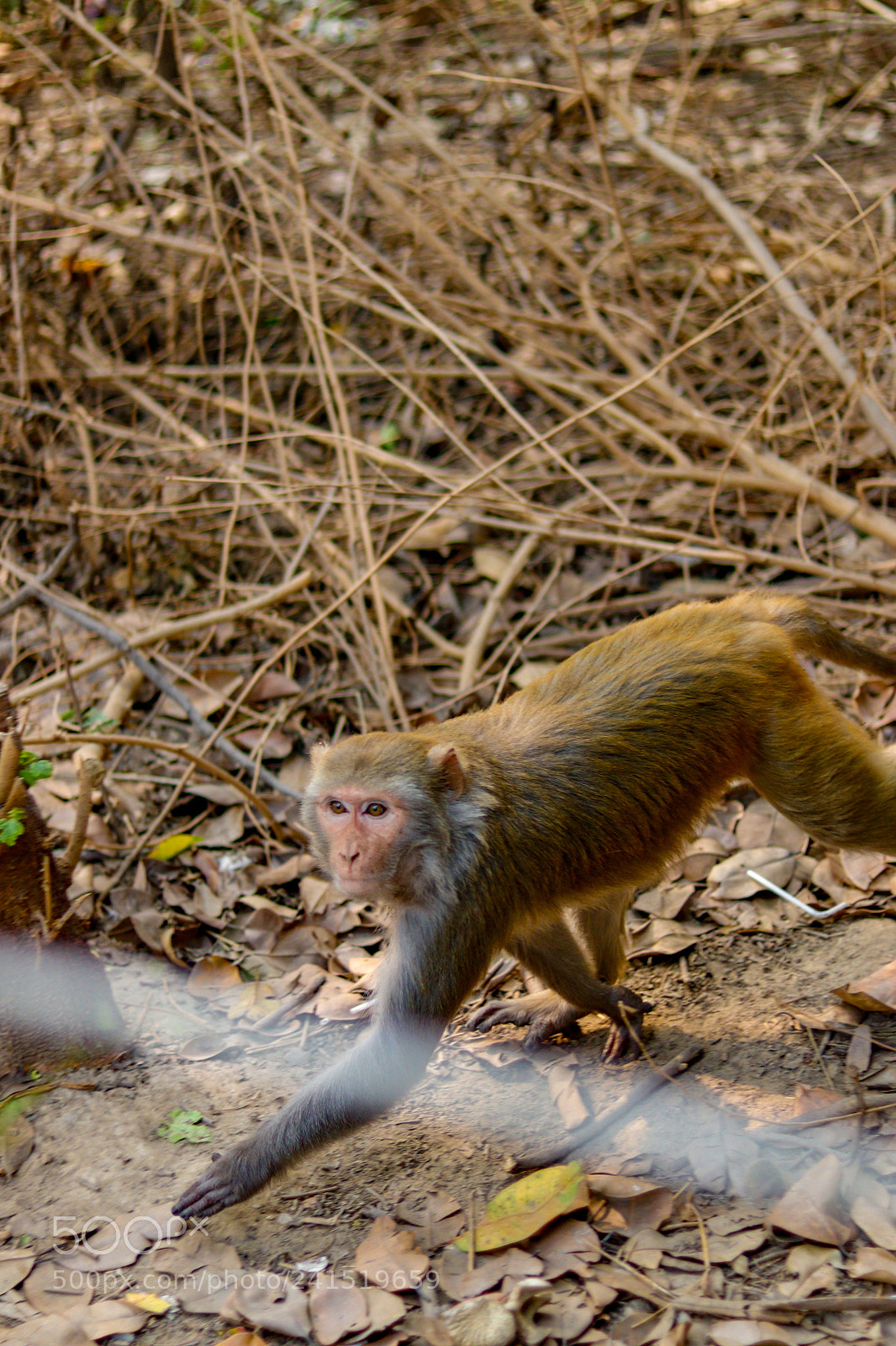 Canon EOS 77D (EOS 9000D / EOS 770D) sample photo. Spider monkey photography