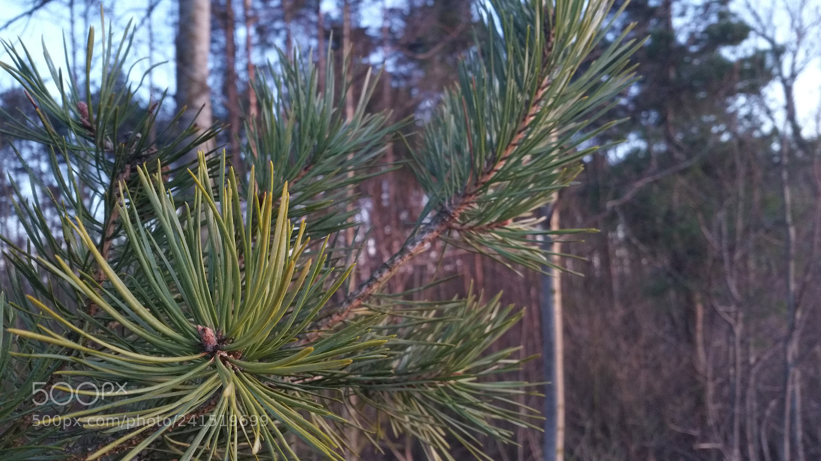 Samsung Galaxy Note4 sample photo. Calm woods photography