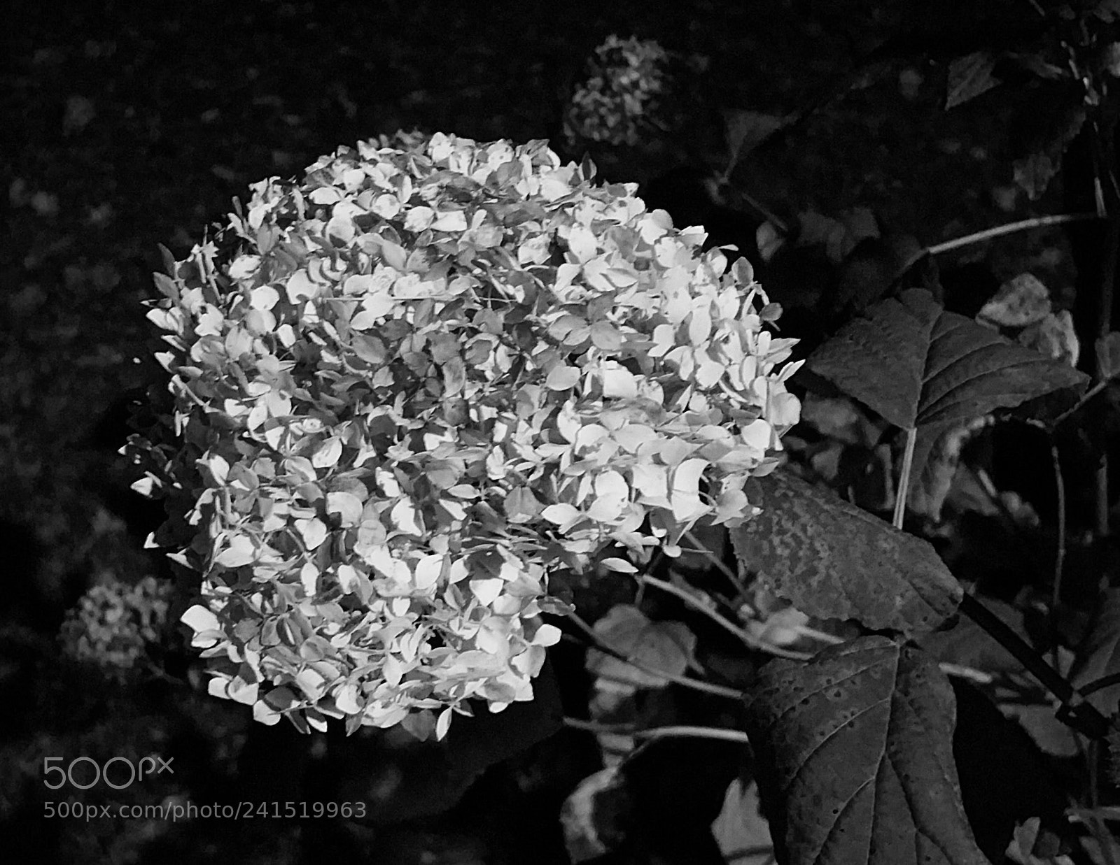 Samsung Galaxy Note4 sample photo. Untitled photography