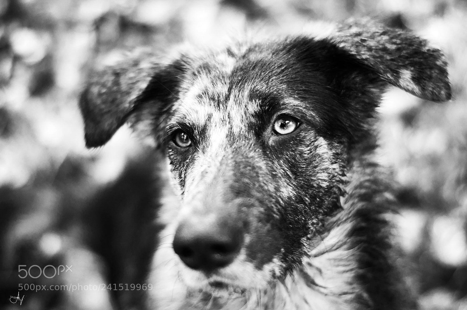 Pentax K-x sample photo. Millan, my swedish companion photography