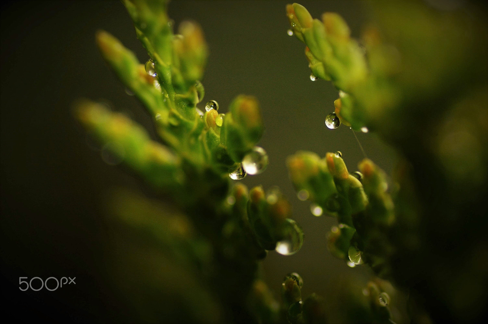 Nikon D70s + Tamron SP 90mm F2.8 Di VC USD 1:1 Macro sample photo. Little waterdrops photography