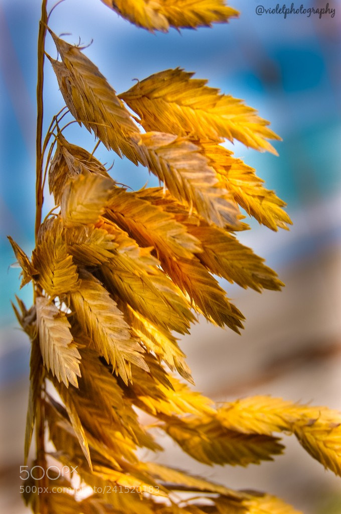Nikon D40 sample photo. Sea oak photography