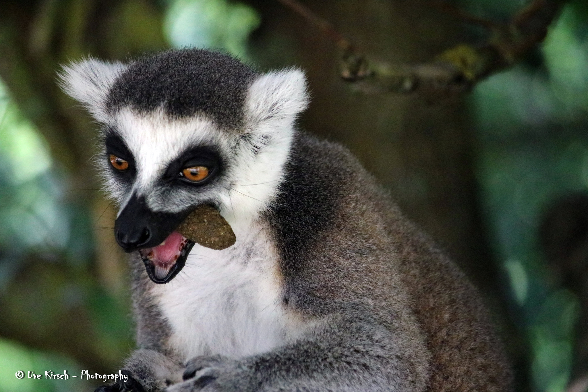 Canon EF-S 55-250mm F4-5.6 IS sample photo. Lemur portrait.jpg photography