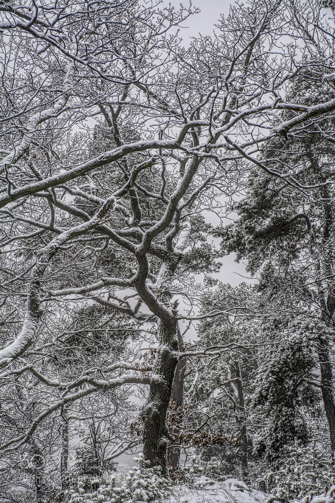 Nikon D7100 sample photo. Tree18 photography