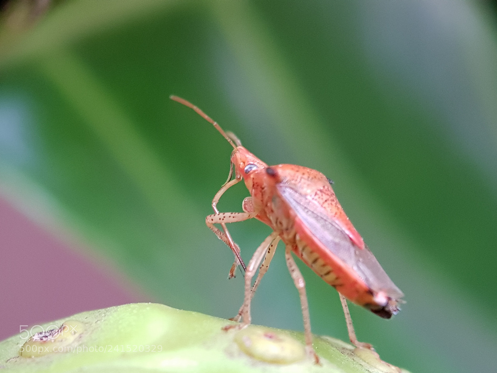 Samsung Galaxy S8 sample photo. An orange bug photography