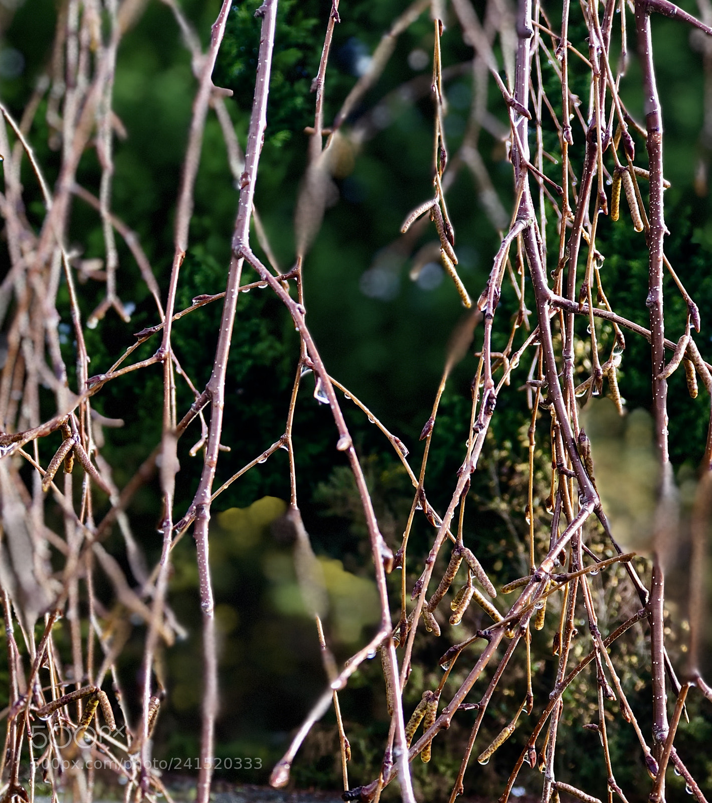 Apple iPhone 8 Plus sample photo. Branch photography