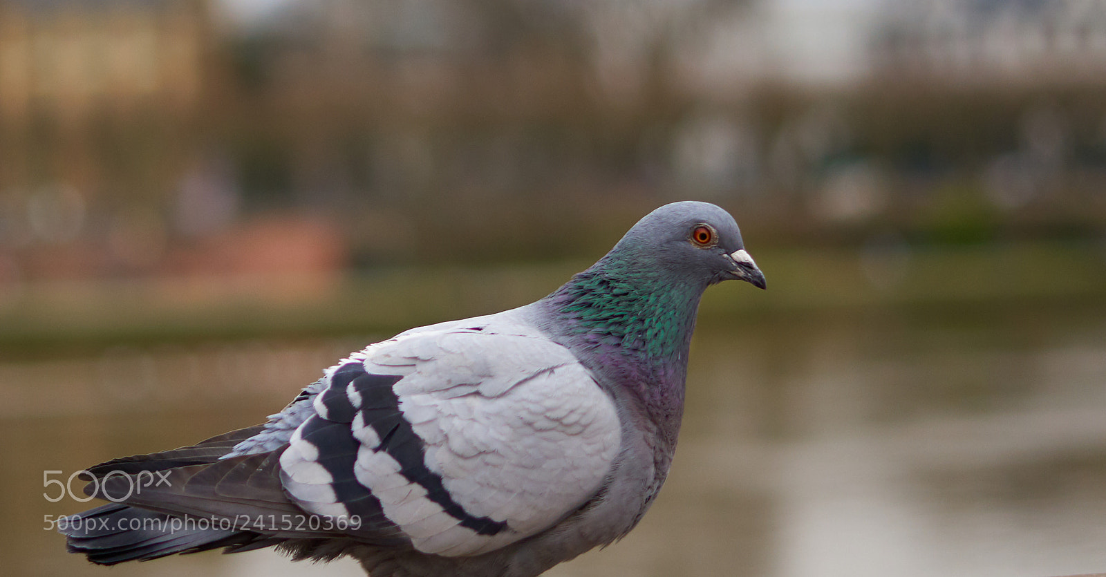 Sony a7 sample photo. A city dove photography
