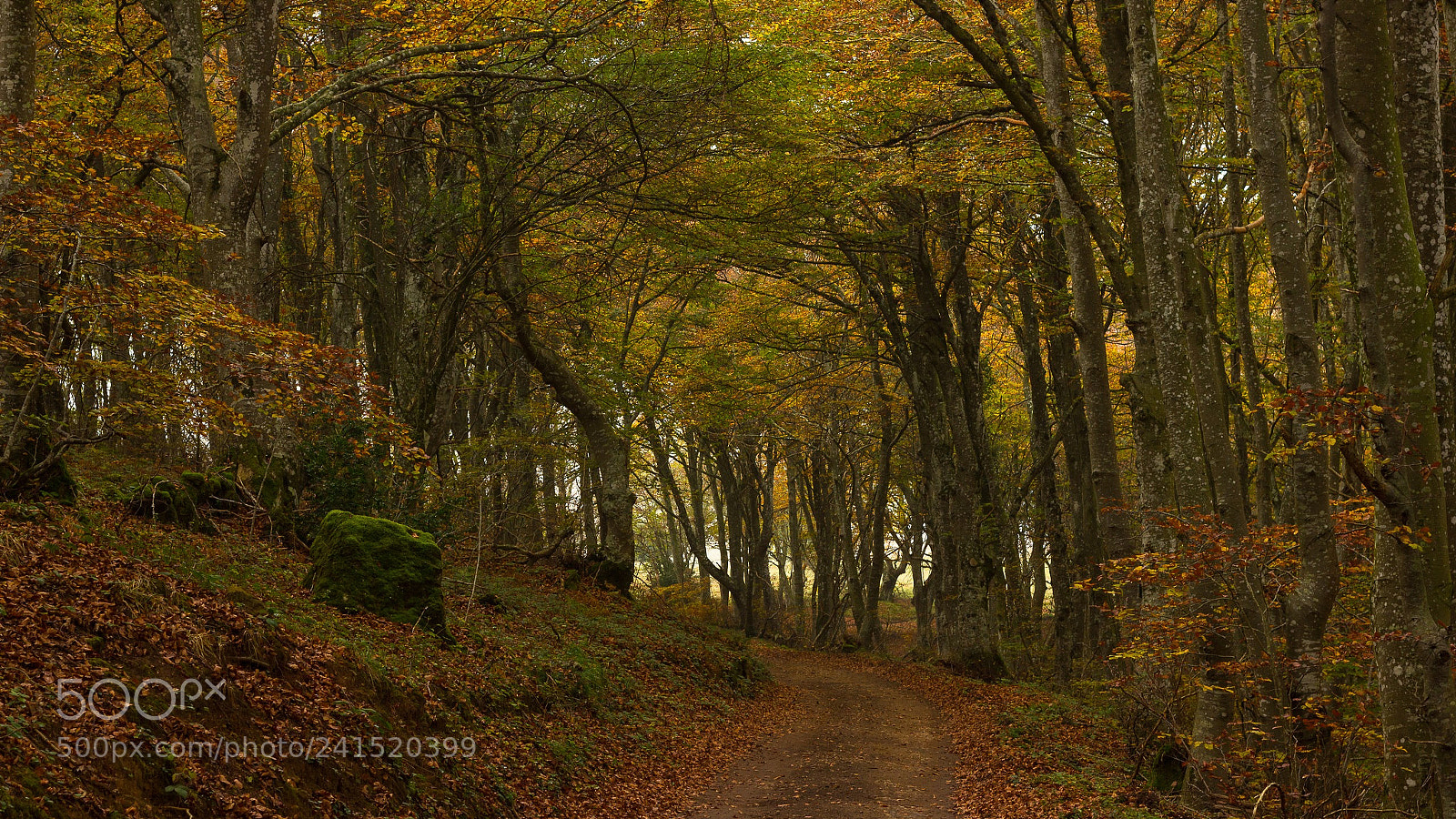 Canon EOS 550D (EOS Rebel T2i / EOS Kiss X4) sample photo. Bosque en otoño photography