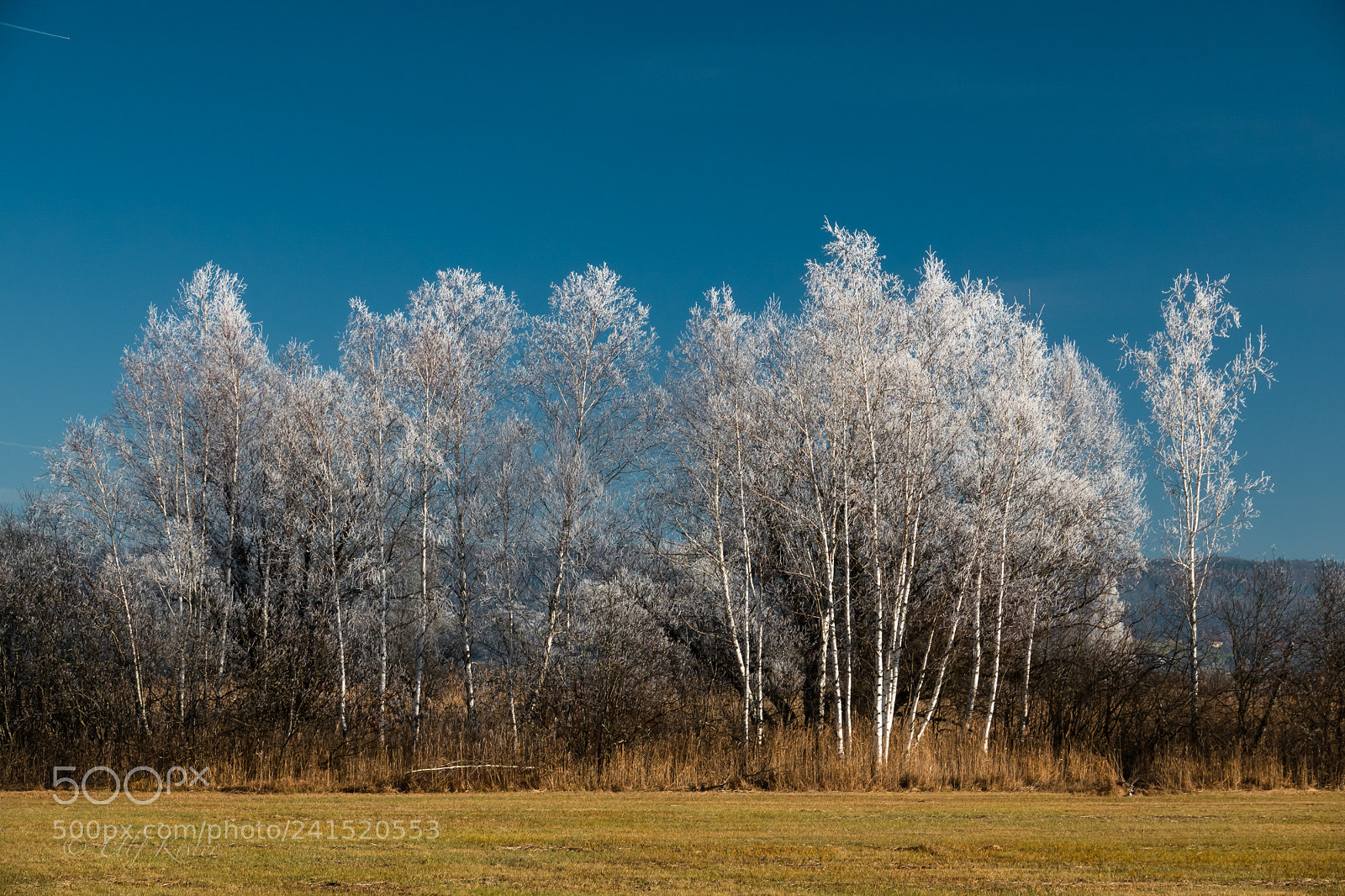 Sony Cyber-shot DSC-RX10 IV sample photo. Frozen birches photography