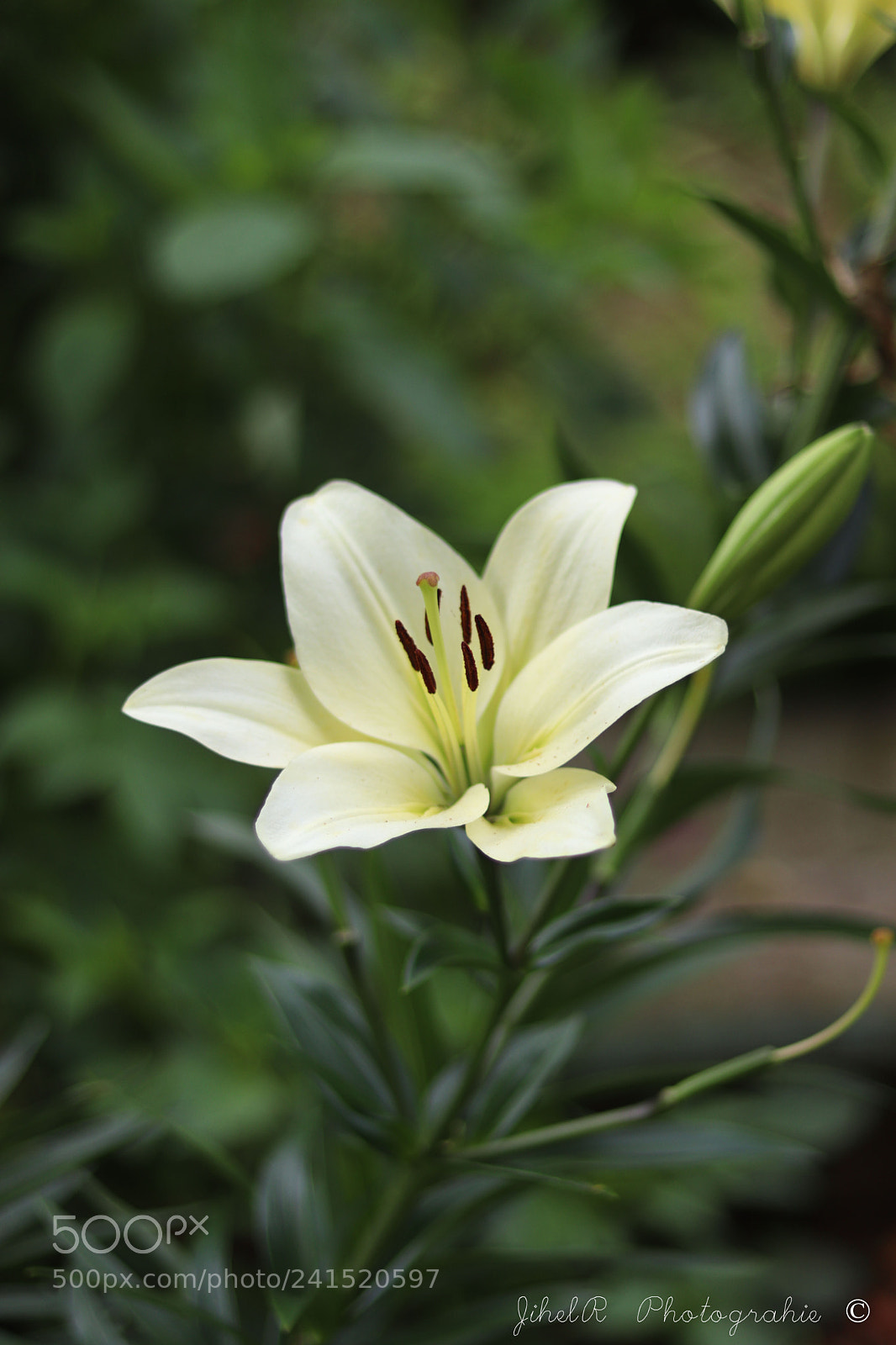 Canon EOS 77D (EOS 9000D / EOS 770D) sample photo. Lys photography