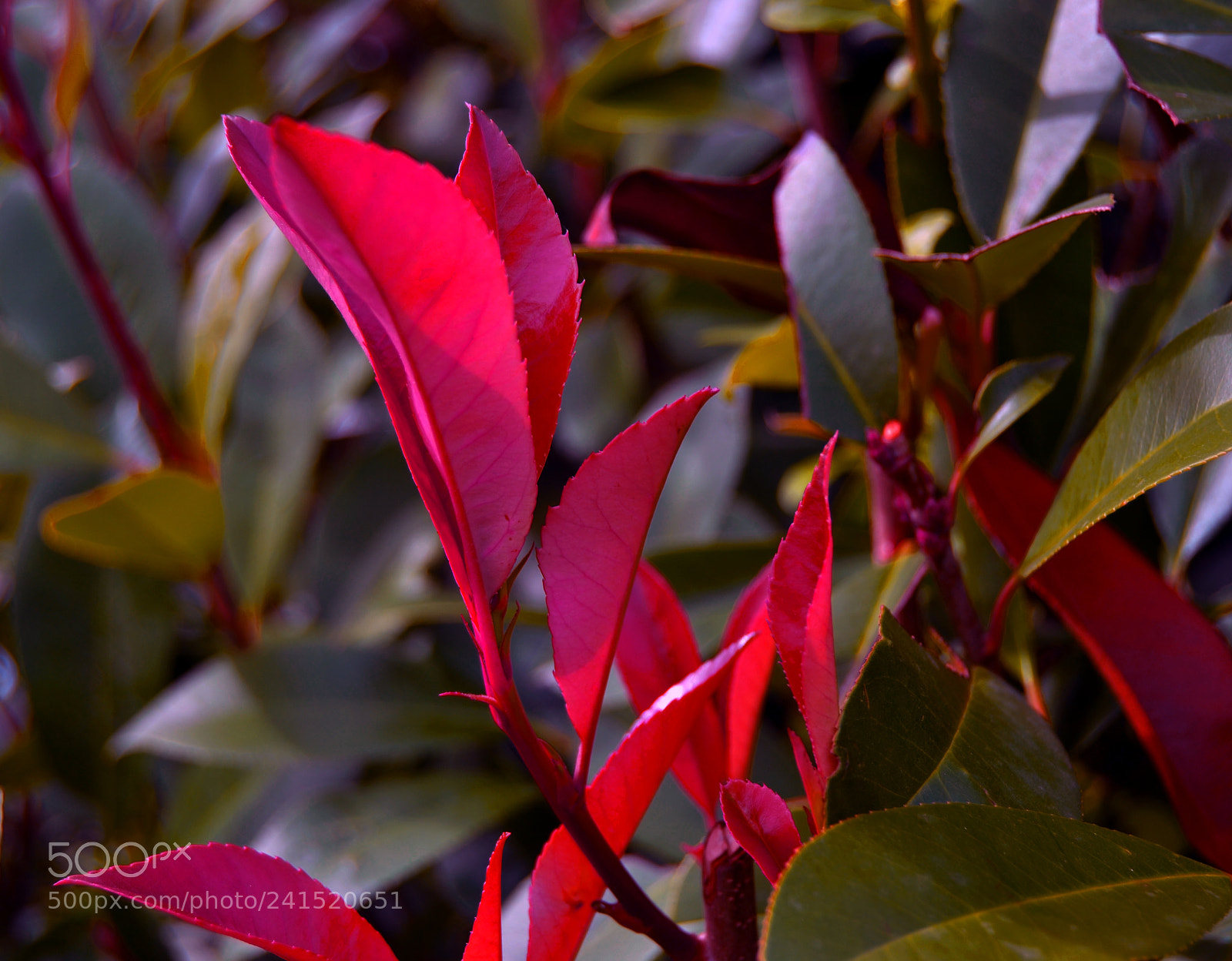 Nikon D3100 sample photo. Hojas photography