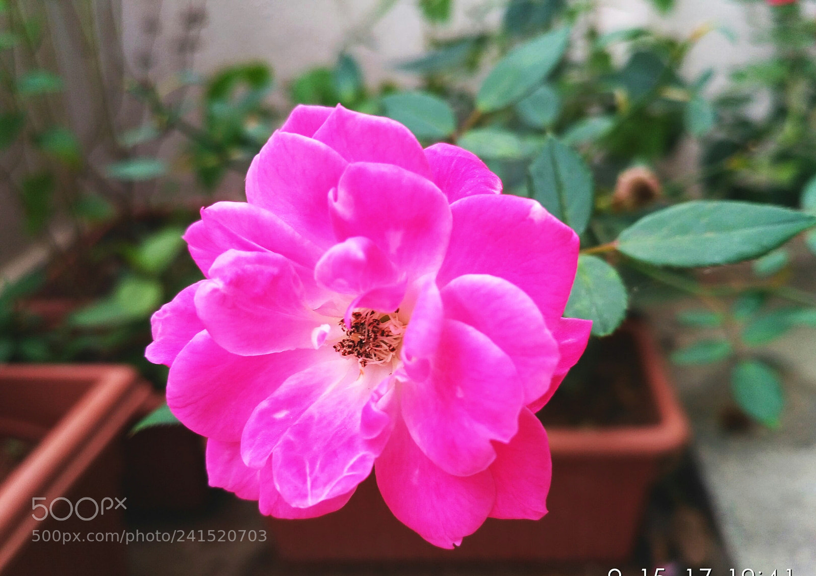 Xiaomi Redmi 3S sample photo. Pink rose photography