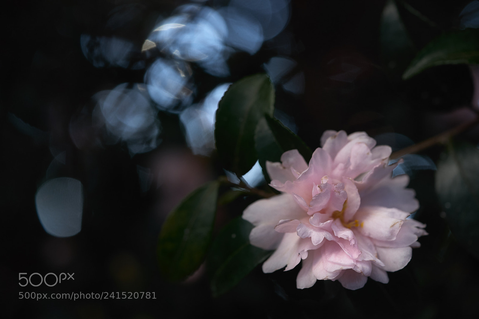 Sony a7 sample photo. Flowers 6096 photography