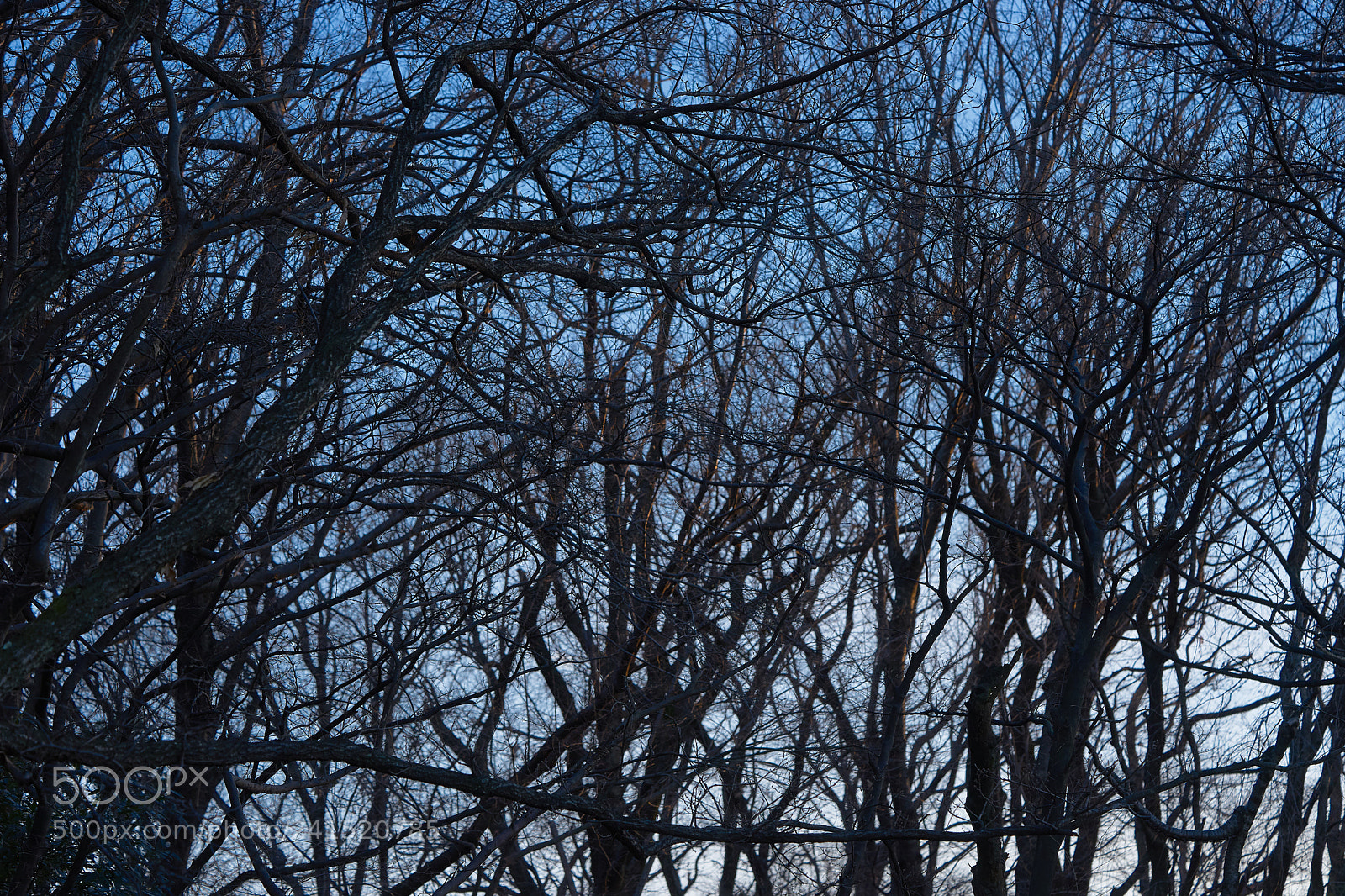 Sony a7 sample photo. Trees 117 photography