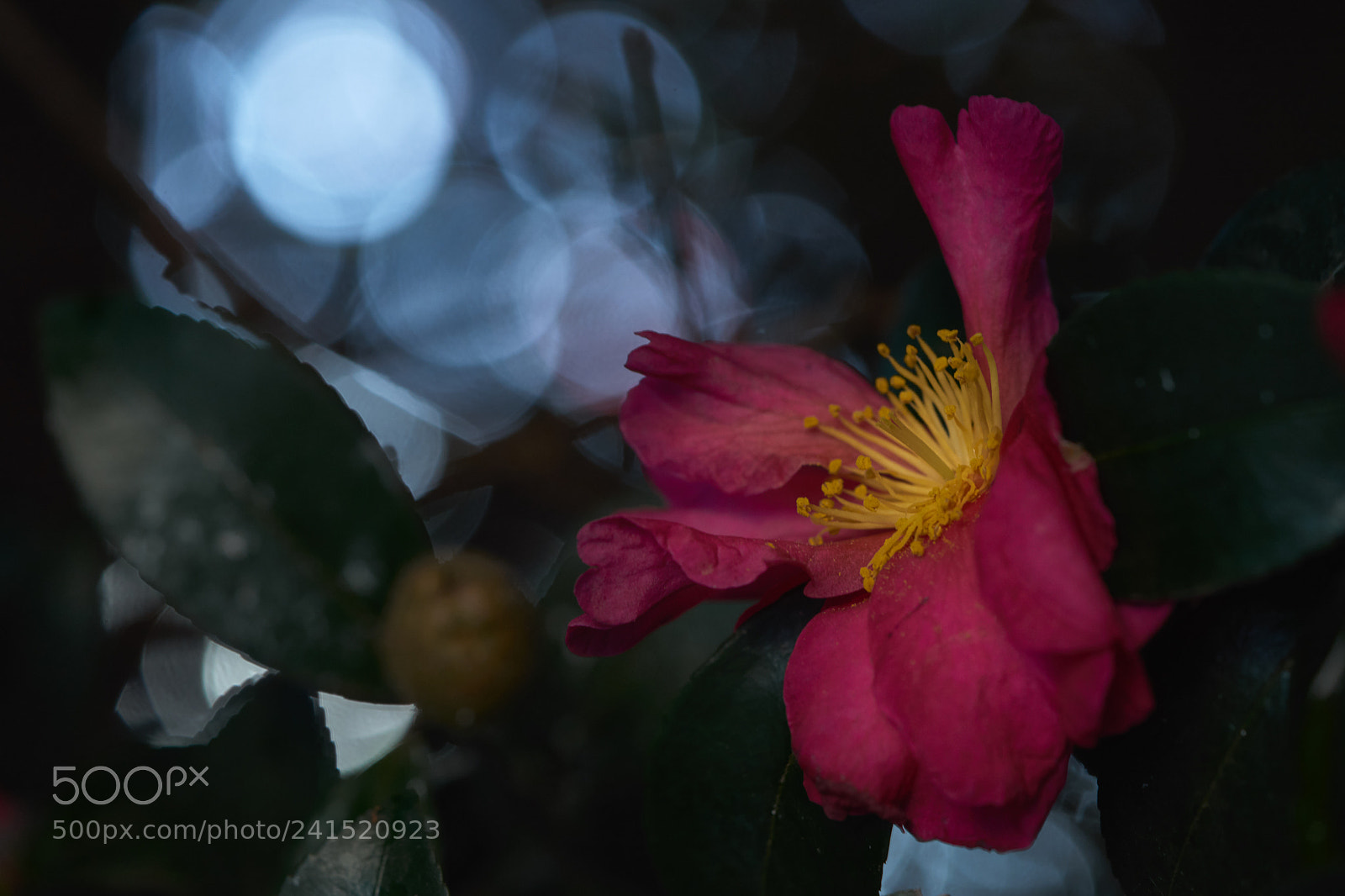 Sony a7 sample photo. Flowers 6097 photography