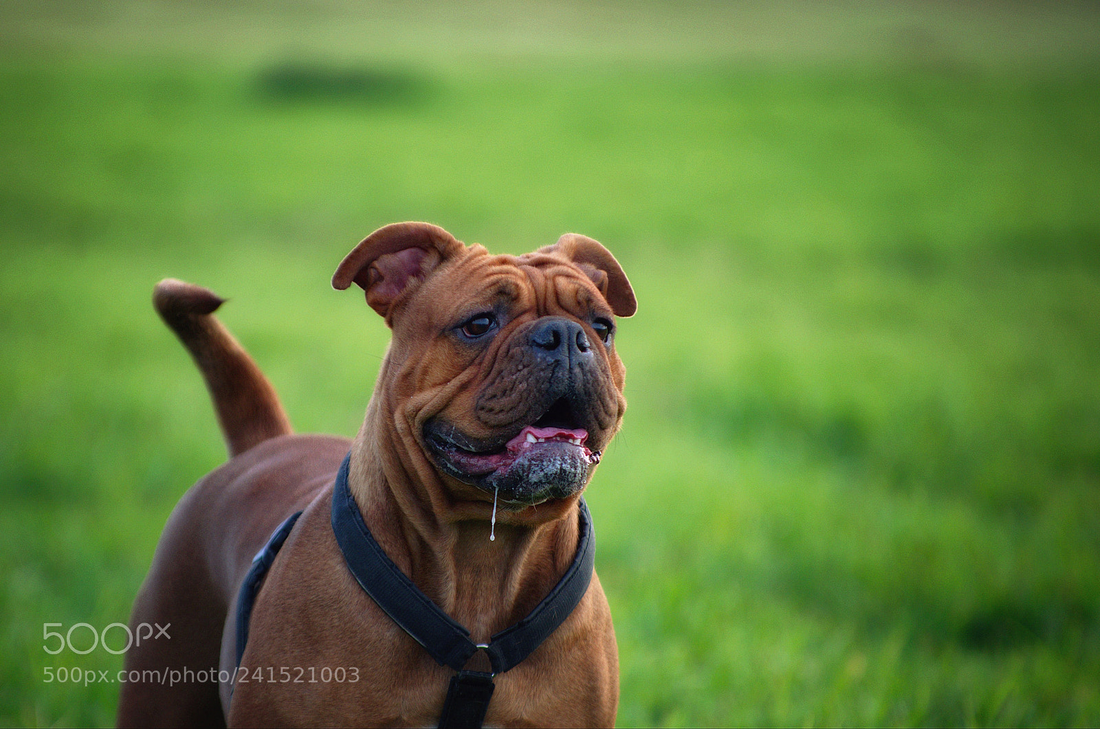 Pentax K-50 sample photo. Continental bulldog betty happy photography
