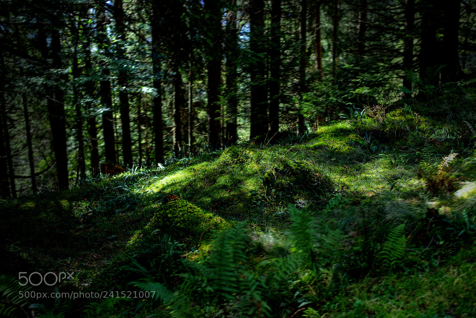 Nikon D600 sample photo. Deep in the forrest photography