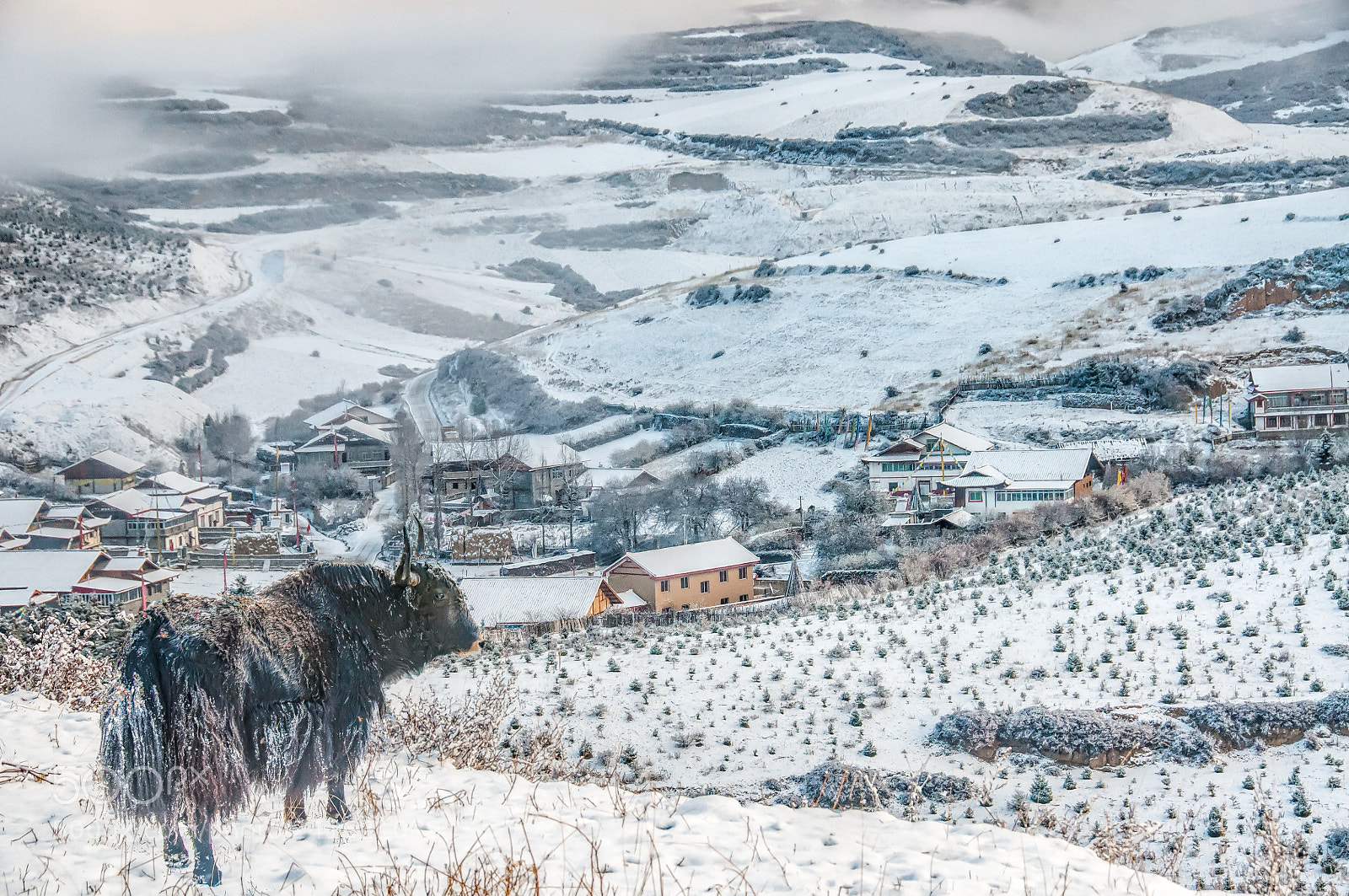 Nikon D300S sample photo. After snow photography