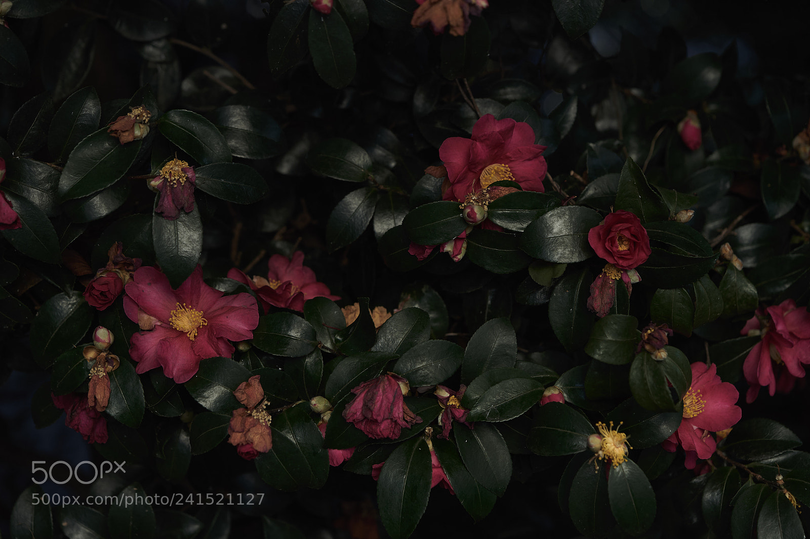 Sony a7 sample photo. Flowers 6098 photography