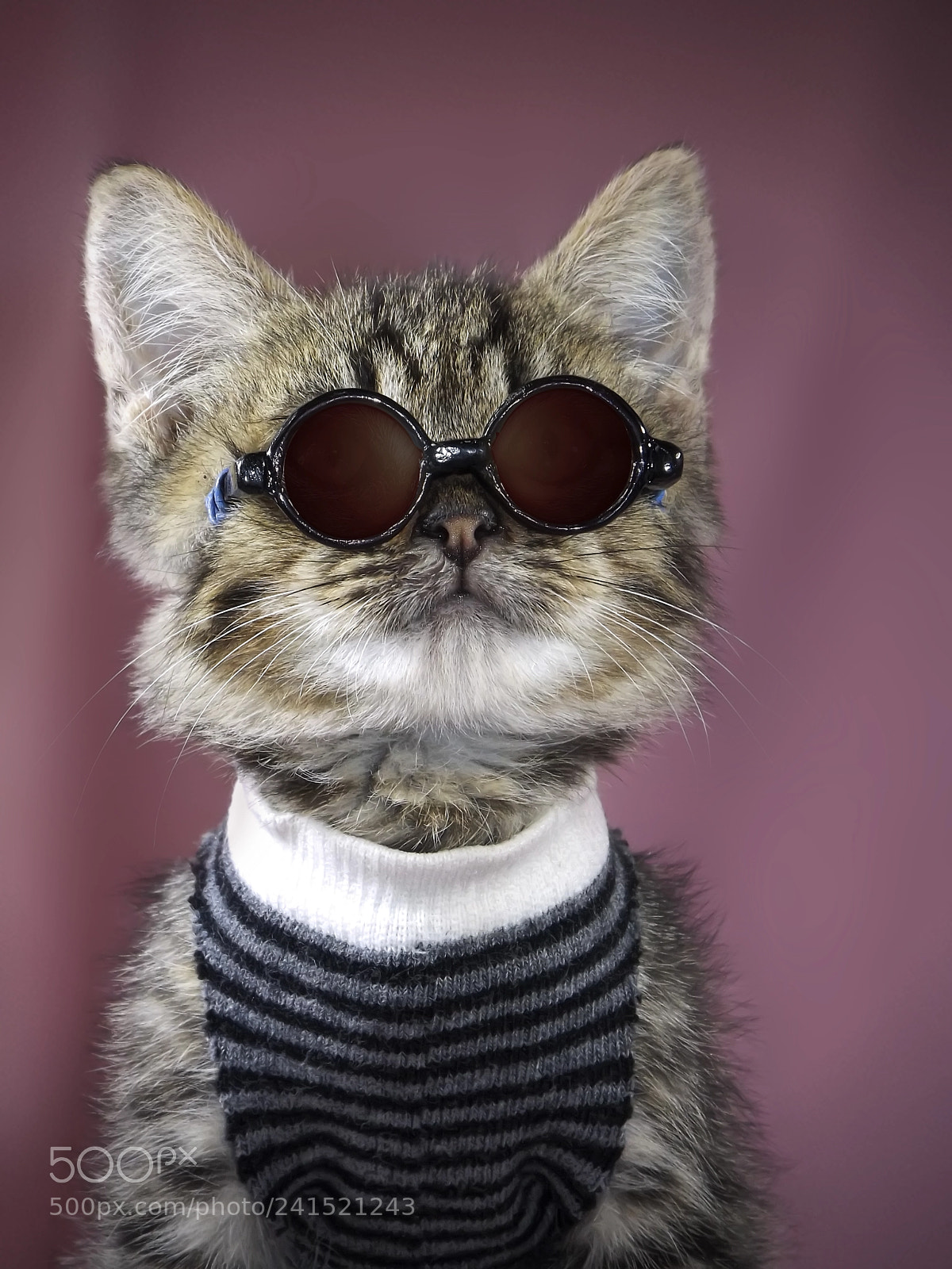 Fujifilm FinePix S4800 sample photo. Matt murdock cats photography