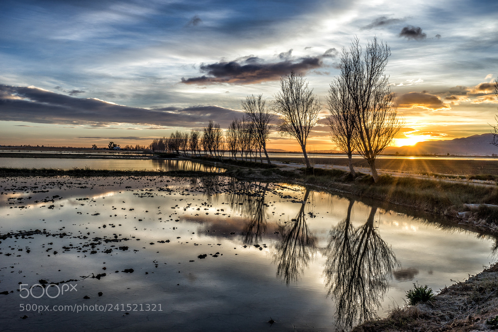 Sony a7 II sample photo. Ricefield photography