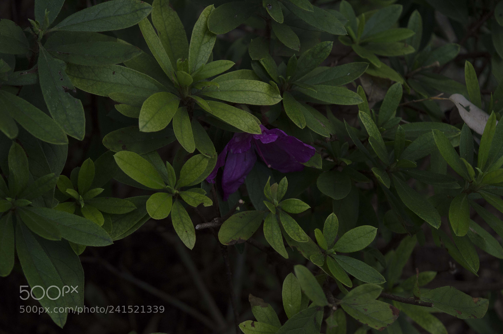 Nikon D3200 sample photo. Purple flower photography