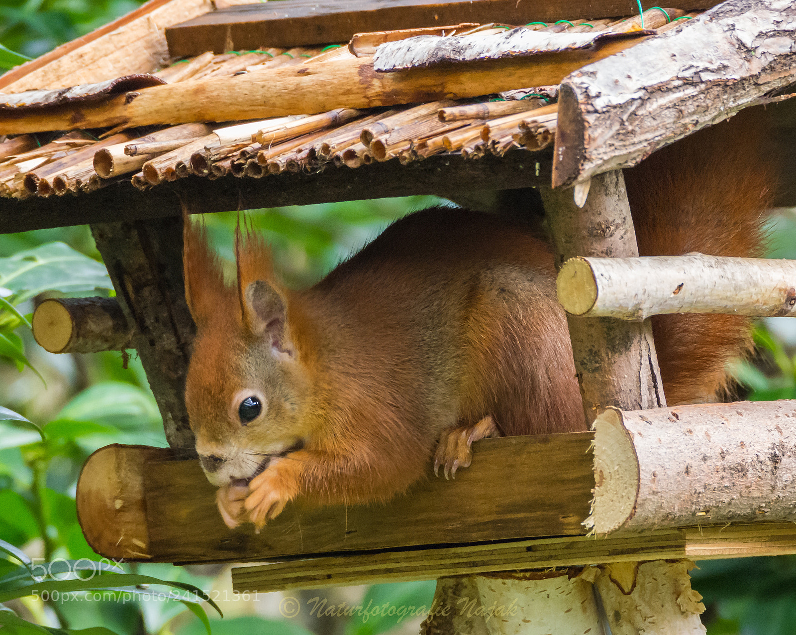 Olympus OM-D E-M10 II sample photo. Squirrel photography