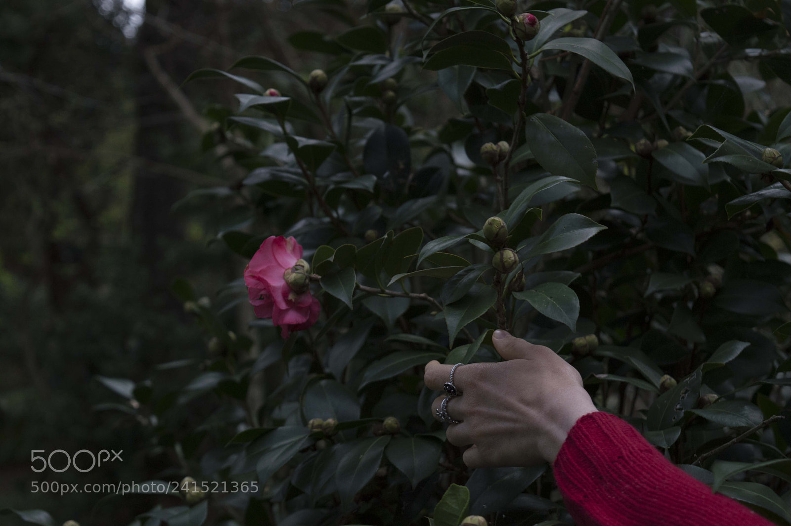 Nikon D3200 sample photo. What the hand desires photography