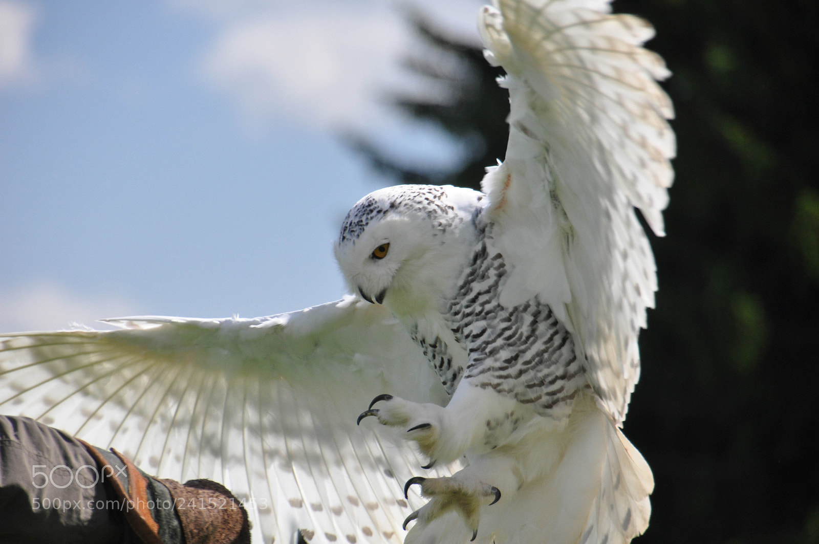 Nikon D90 sample photo. Greif-vogel photography