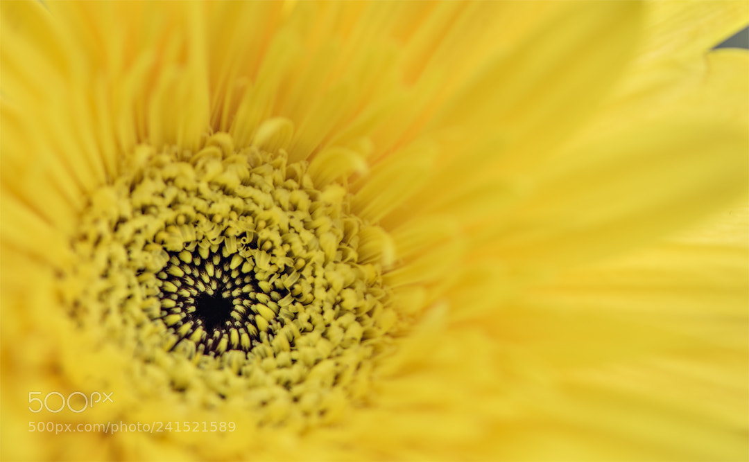 Nikon D810 sample photo. Yellow gerbera photography