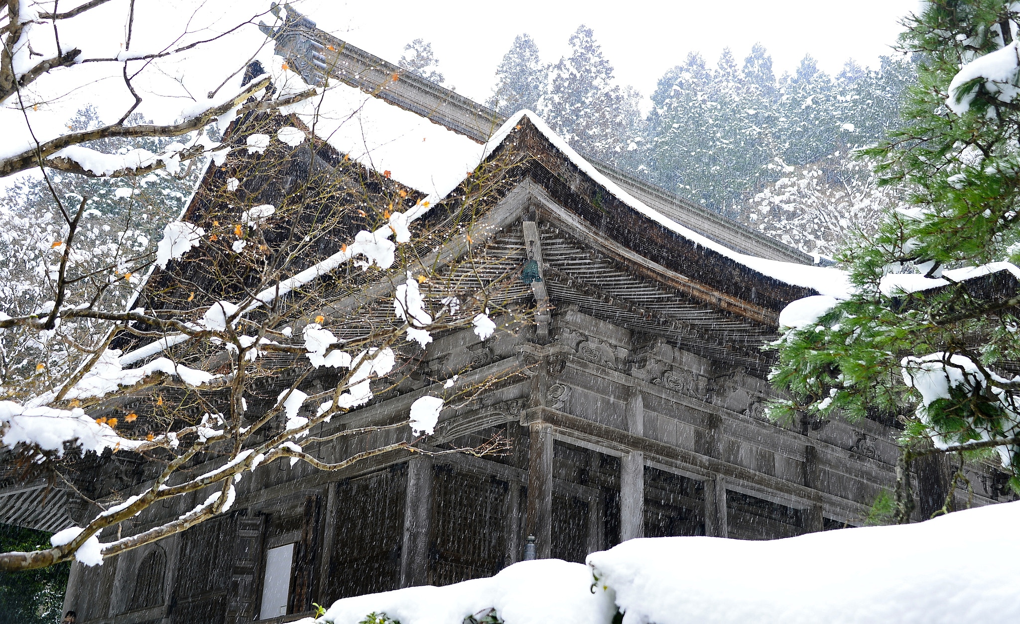 Nikon Df sample photo. Snow and sacred wood photography