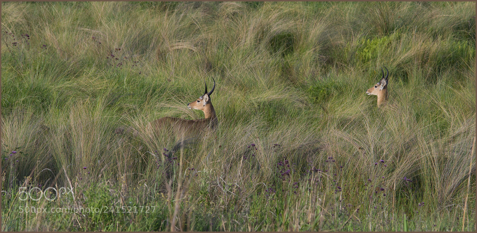Pentax K-3 II sample photo. C photography