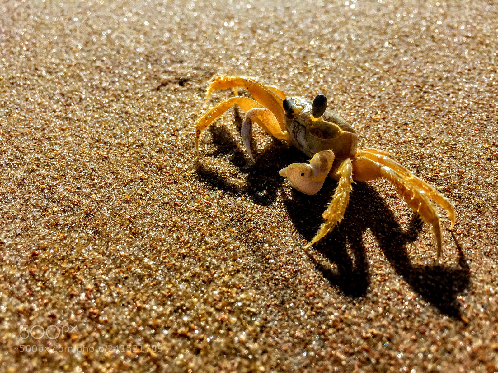 Apple iPhone 6 Plus sample photo. Quien observa a quien? photography